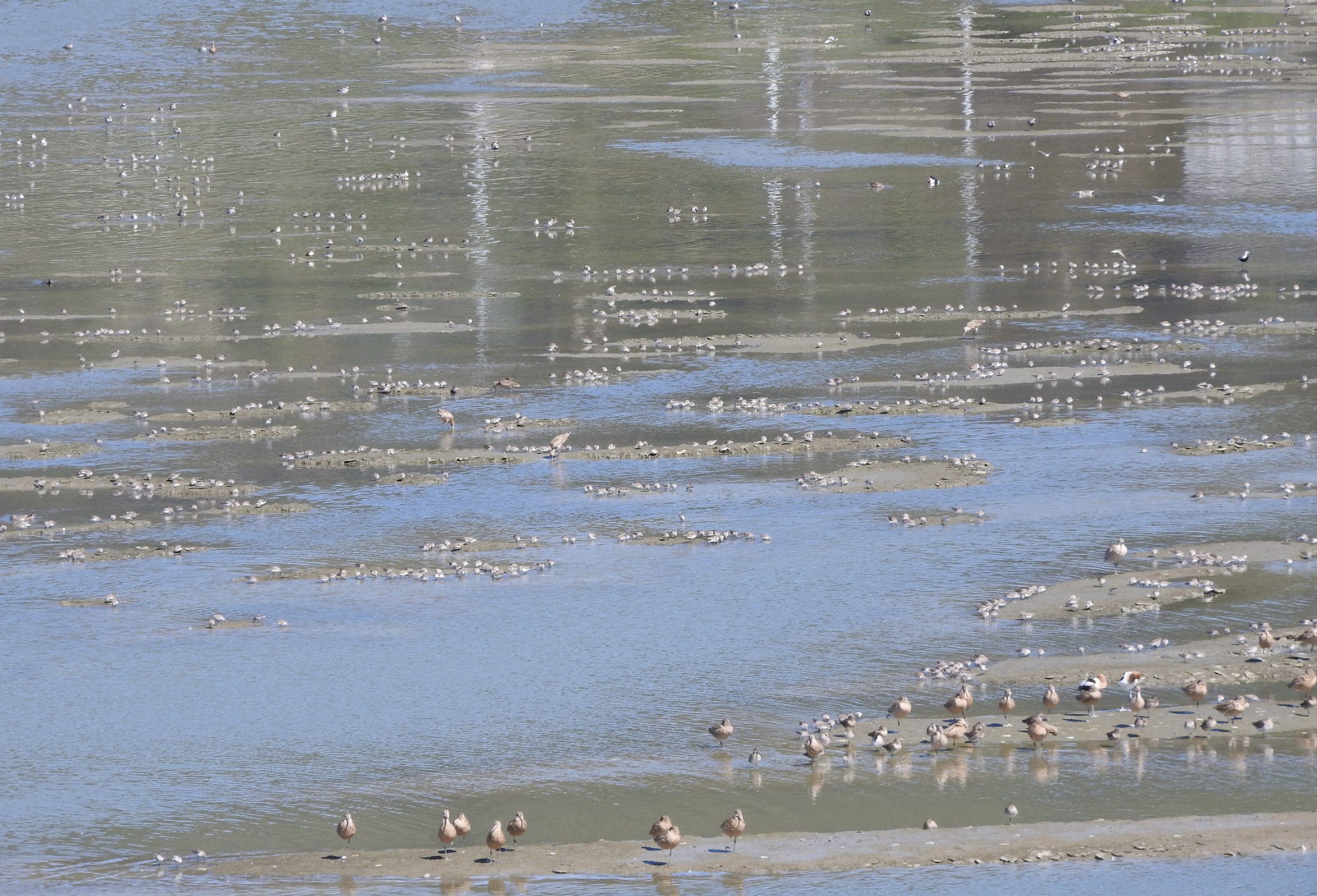 Shorebirds resting on sandbars in shallow blue water